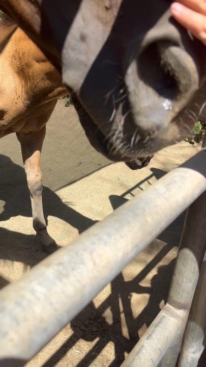 Altadena Stables - Foal and it's mama. Ain't it adorable - Horseback Riding Near Me - Altadena, California