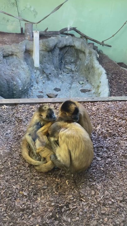 Birmingham Zoo - Monkeys - Zoos Near Me - Birmingham, Alabama