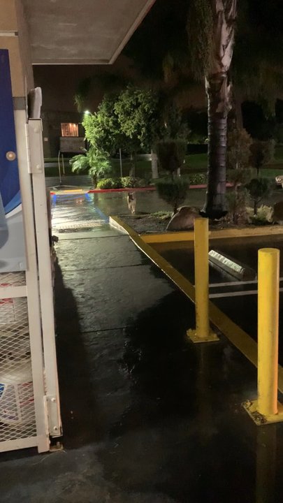 ampm - A freakin coyote was sitting outside the gas station! - Convenience Stores Near Me - Santa Ana, California