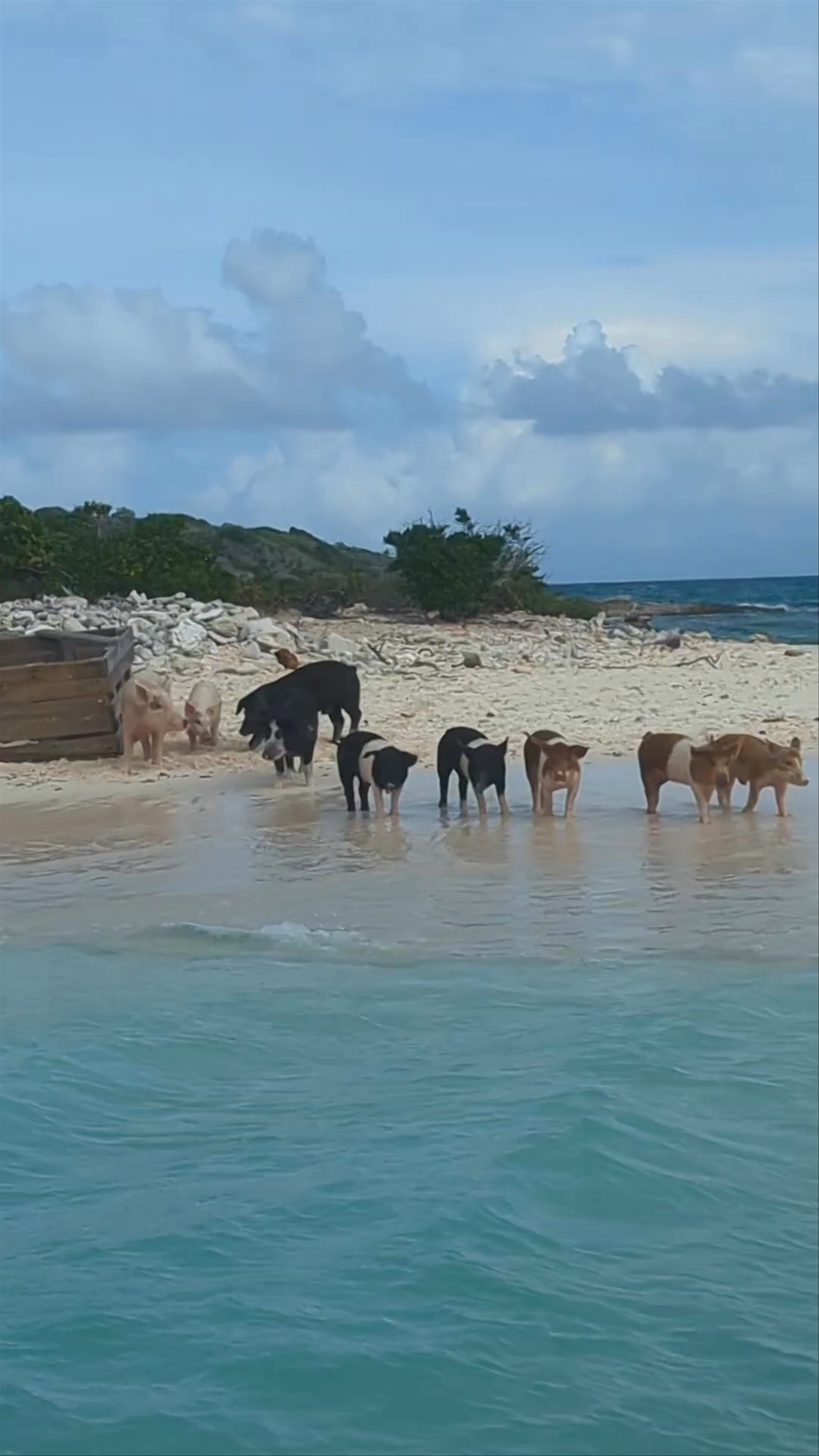Pig Beach