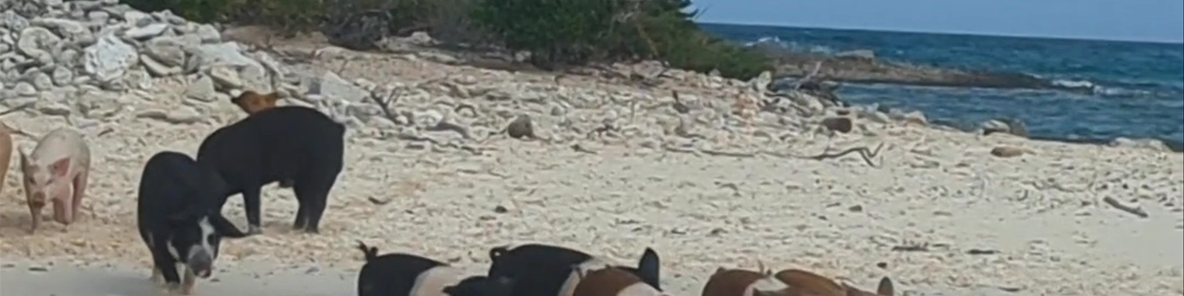 Pig Beach