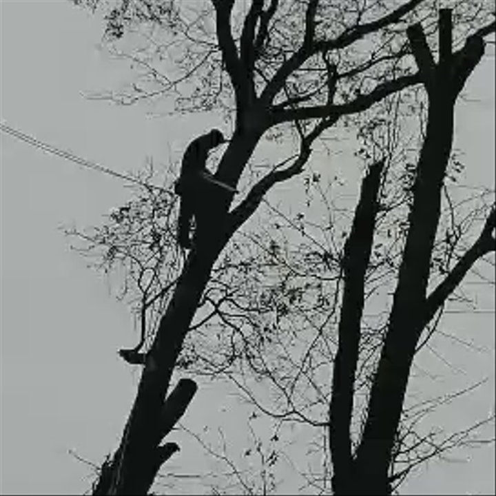 Tames Trees Services - Tree Services Near Me