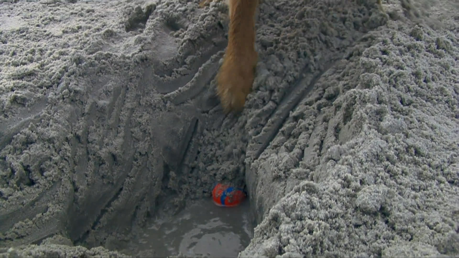 A golden retriever digs a hole in the beach sand to retrieve a ball before the scene transitions to an architectural view of a building exterior.
