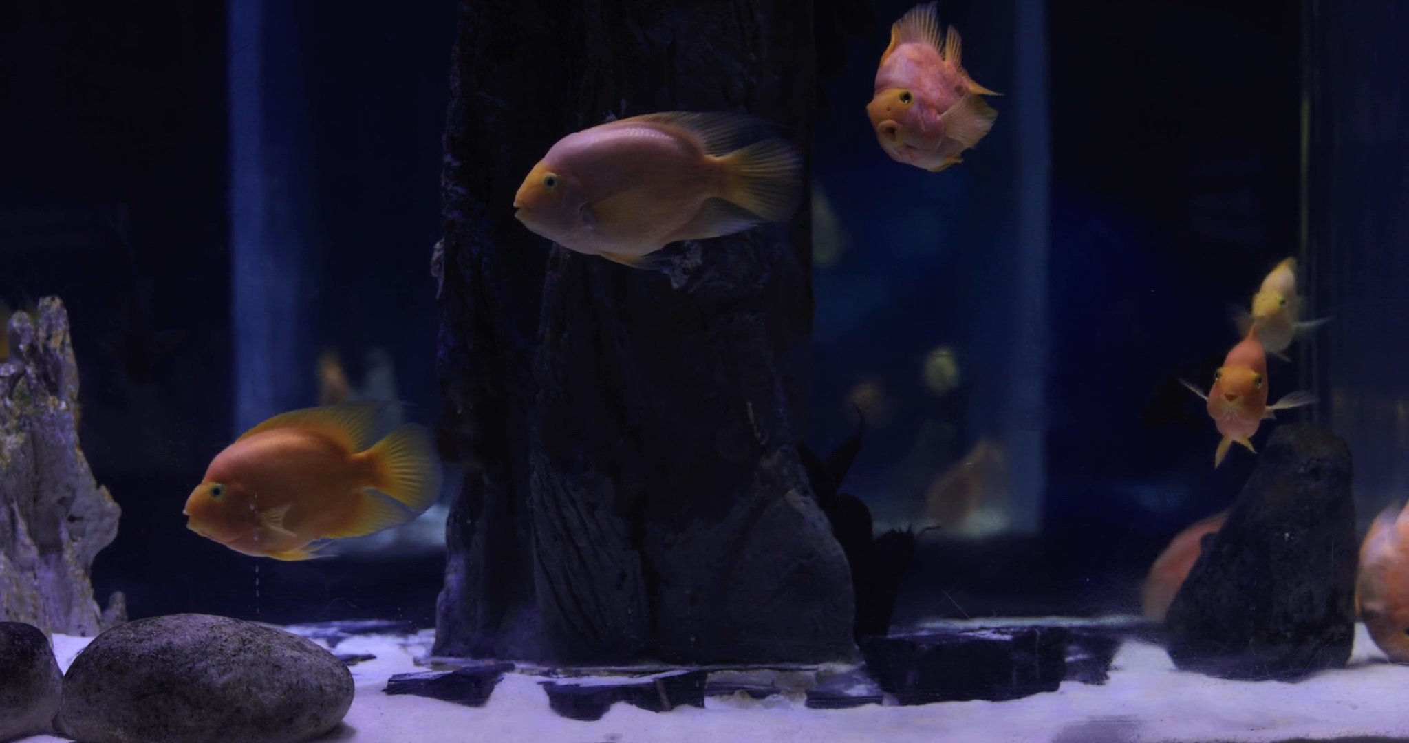 Aquarium Drift