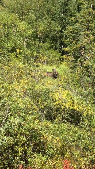 Boreas Pass - Hiking Near Me - Jefferson, Colorado