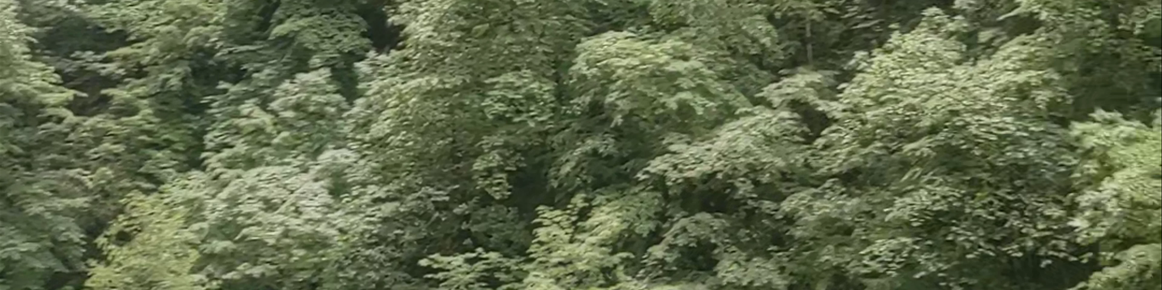 Mrtvica Canyon