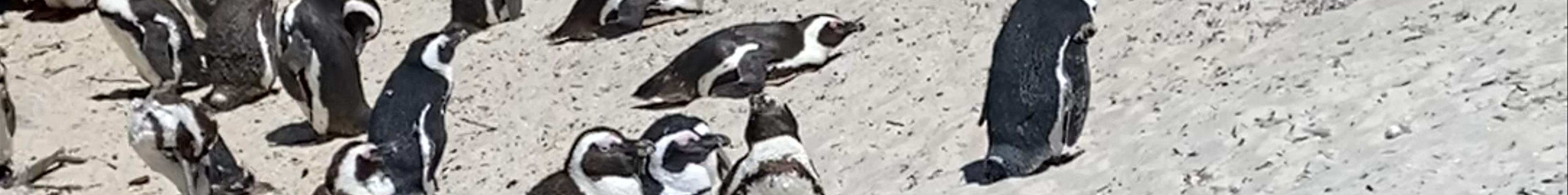 Tours & experiences in Cape Town