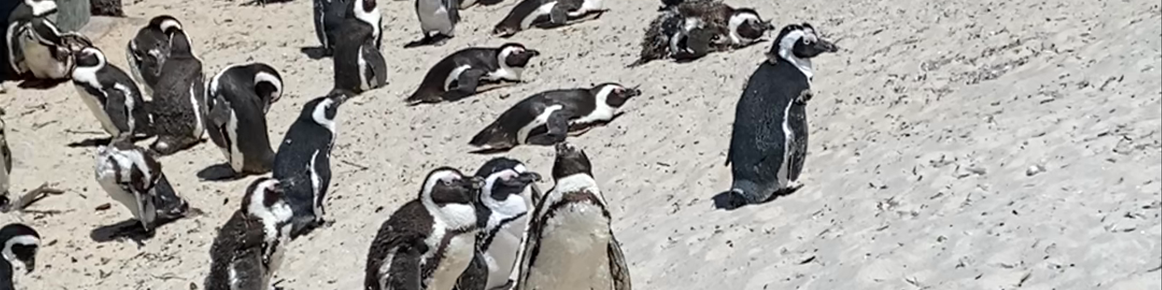 Cape Town