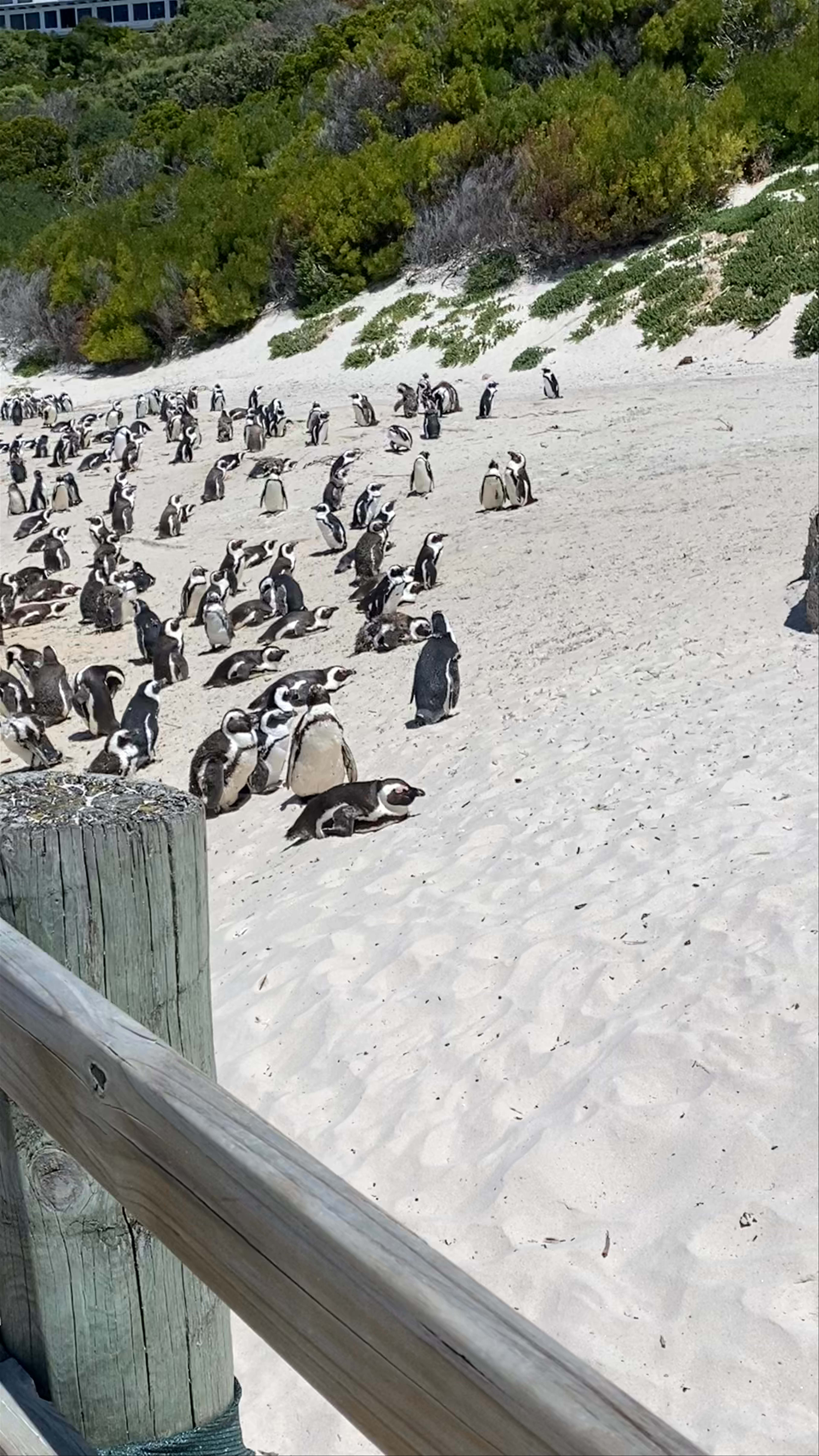 Boulders Penguin Colony