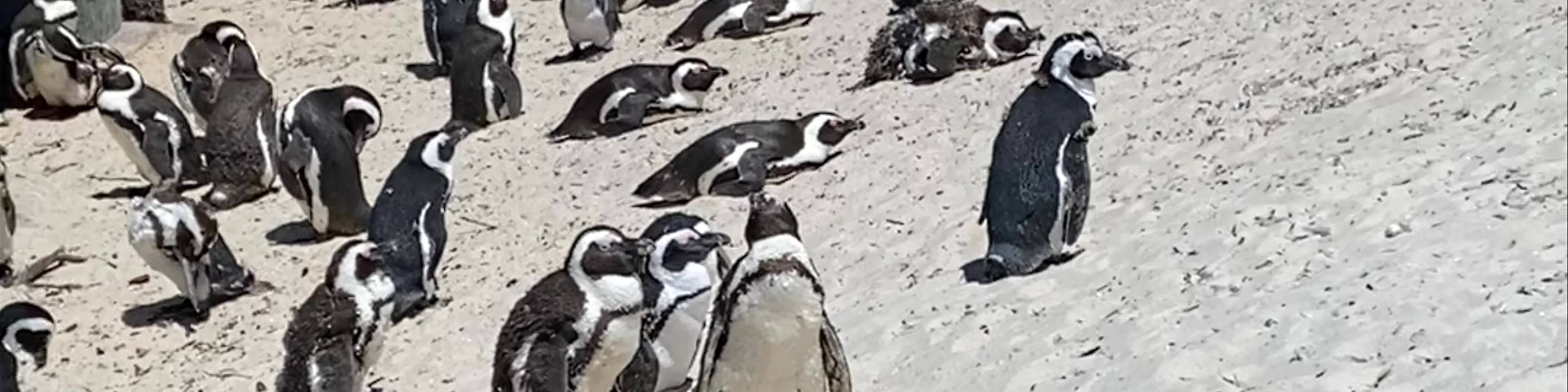 Boulders Penguin Colony