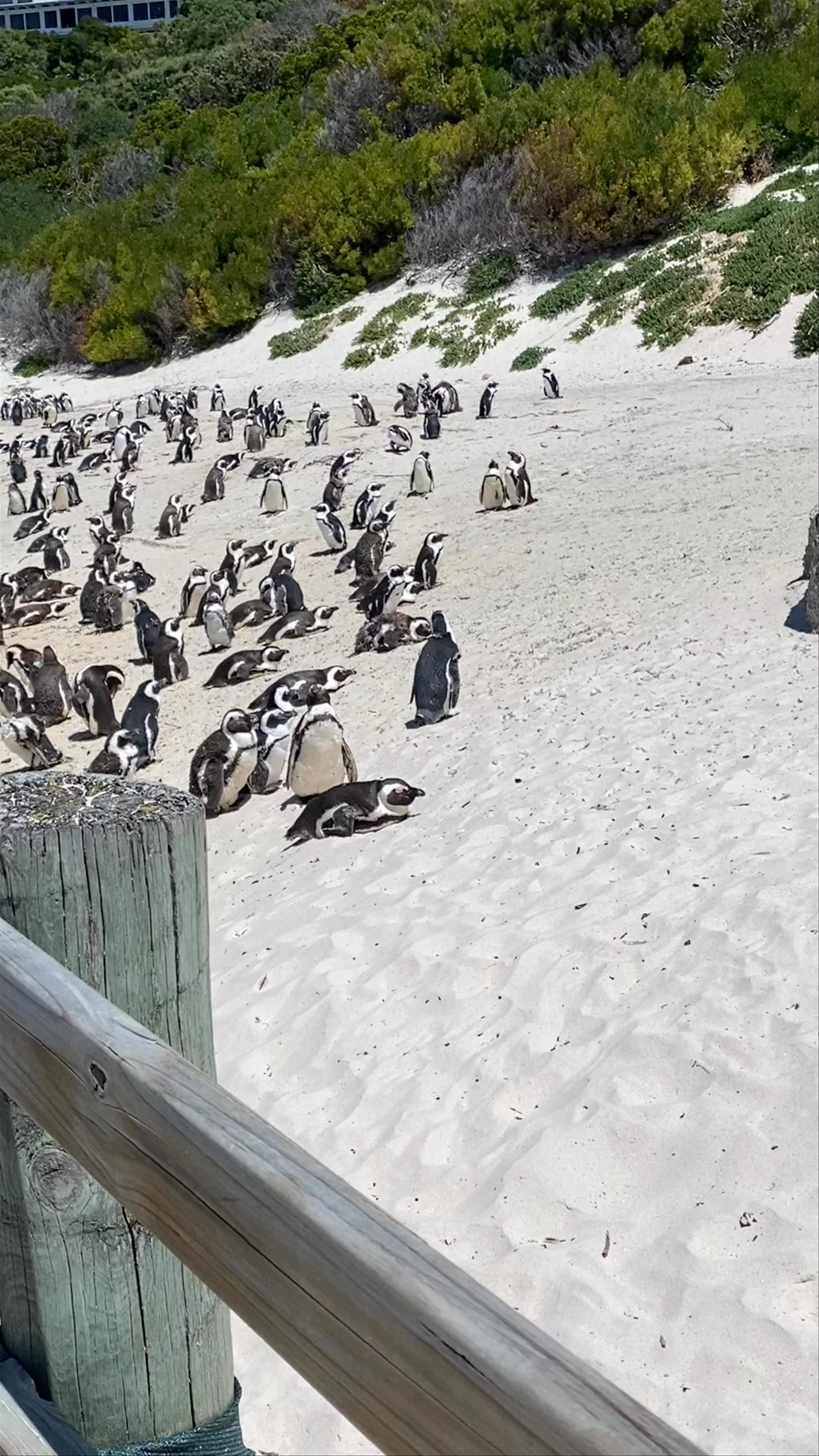 Boulders Penguin Colony
