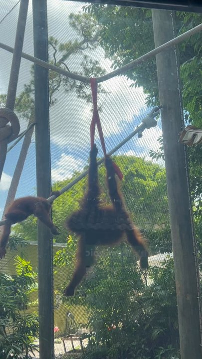 Naples Zoo - Orangoutang swinging through the enclosure - Zoos Near Me - Naples, Florida