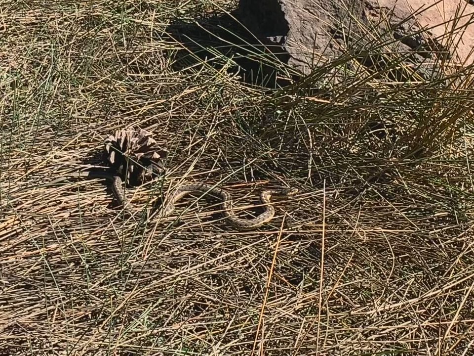 Dogtown Lake Campground - Startled this guy - Campgrounds Near Me - Williams, Arizona