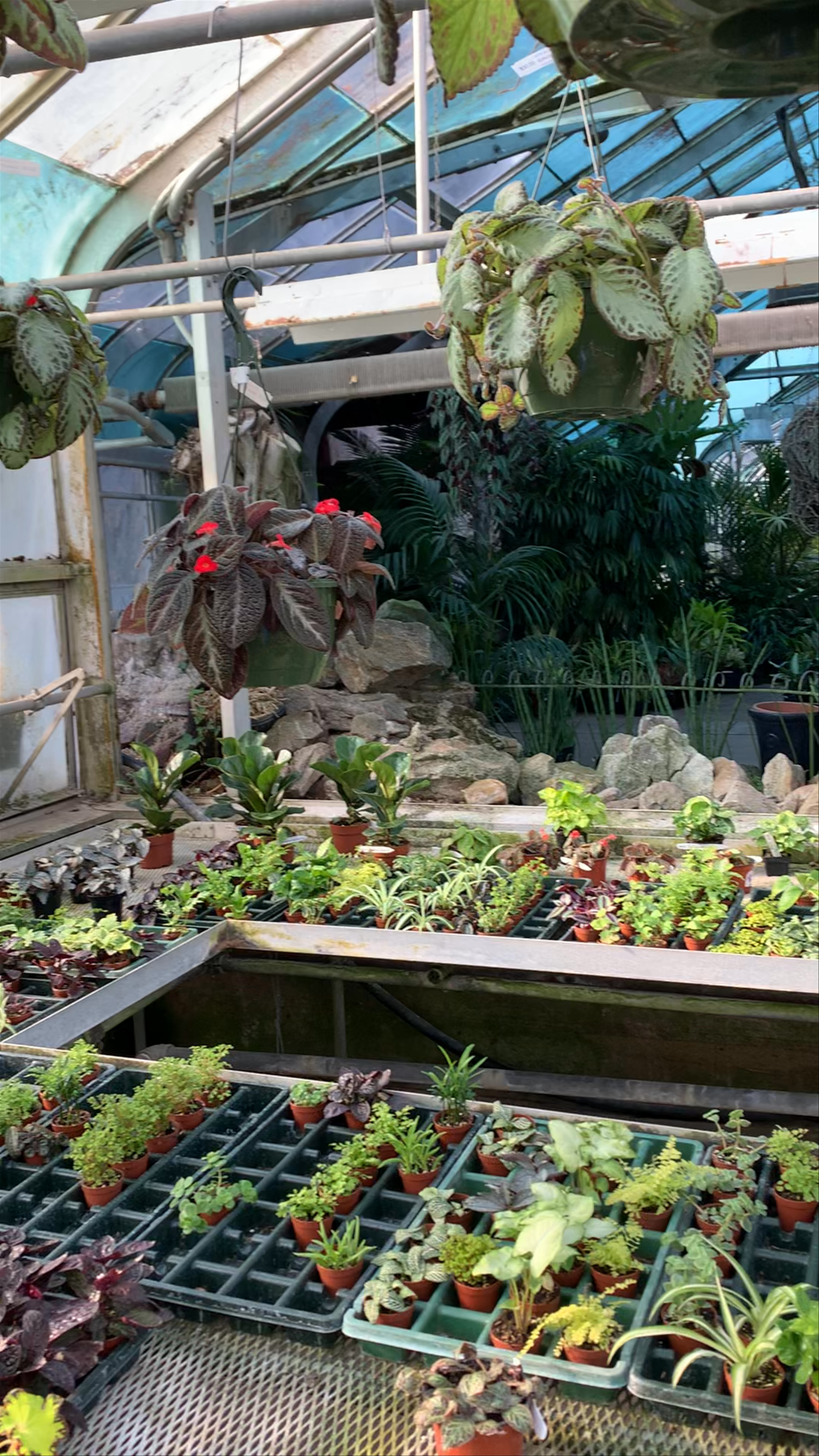 Ott's Exotic Plants: A Serene Greenhouse Escape in Schwenksville