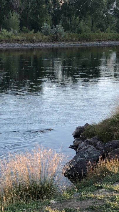 Rest Stop - An otter - Rest Stops Near Me - Emigrant, Montana