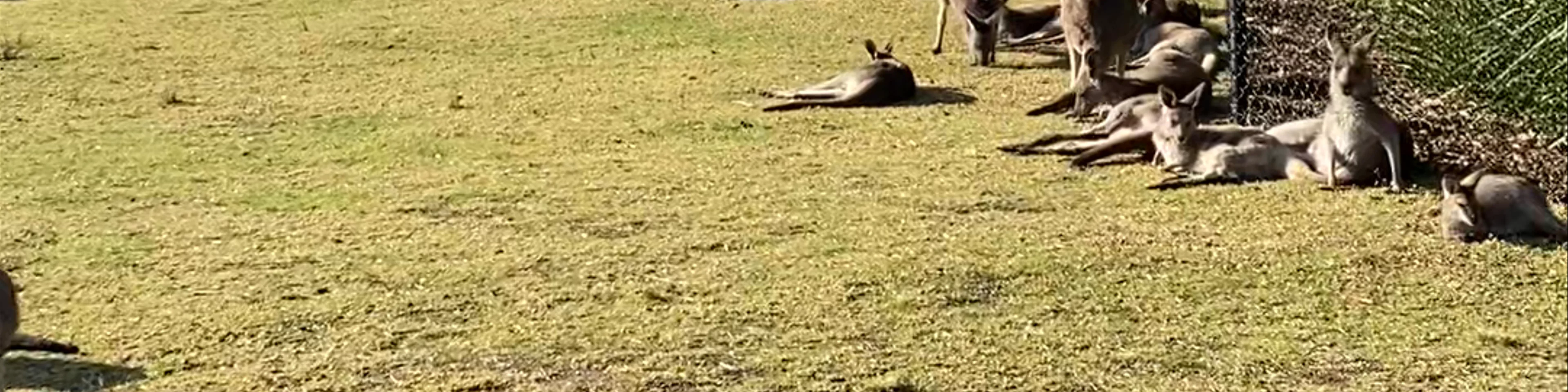 Symbio Wildlife Park