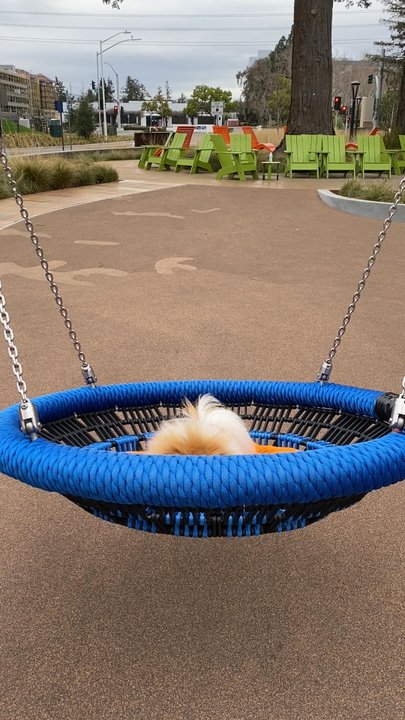 Meadow Park - Swinging into the new year like... - Parks Near Me - Santa Clara, California