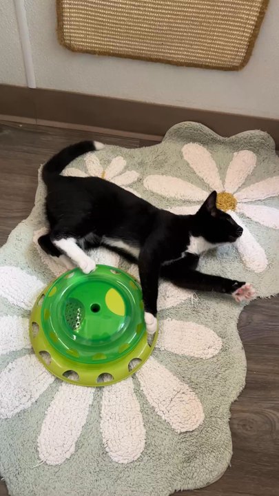 Kitty-Winks Luxury Cat Boarding - Kevin's play day in his Hangout room at Kitty-Winks - Pet Boarding Near Me - Lavon, Texas