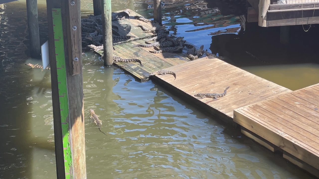 Gator Beach - Free gator viewing - Amusement Parks Near Me - Destin, Florida