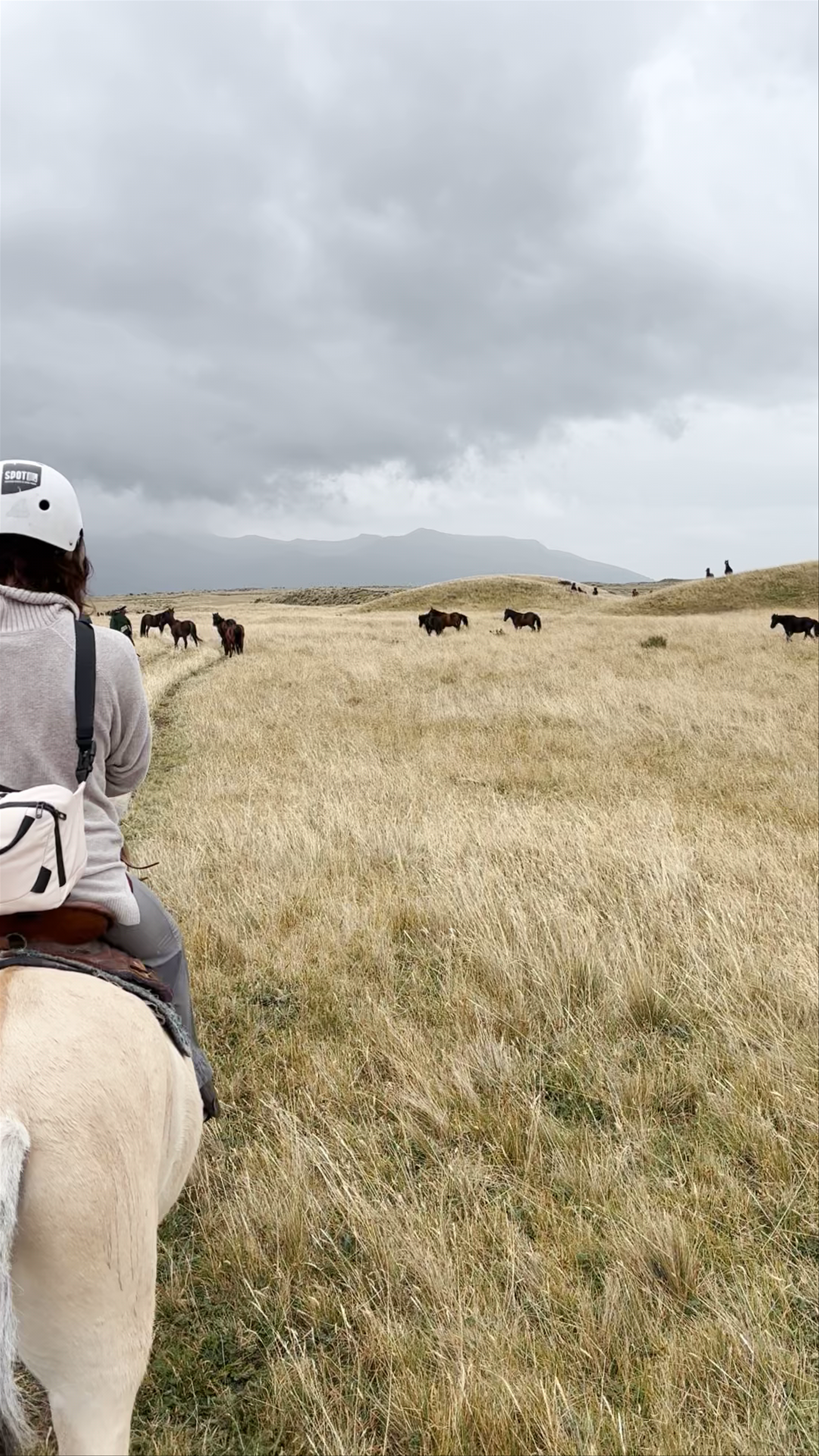 Horseback Adventure Through Cotopaxi National Park's Windswept Plains