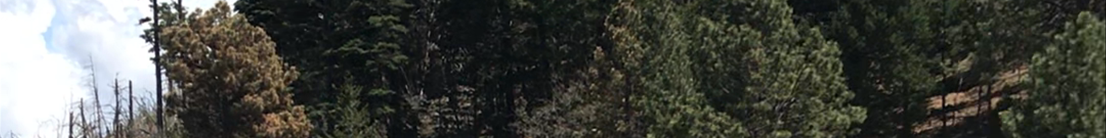 Tours & experiences in Ruidoso