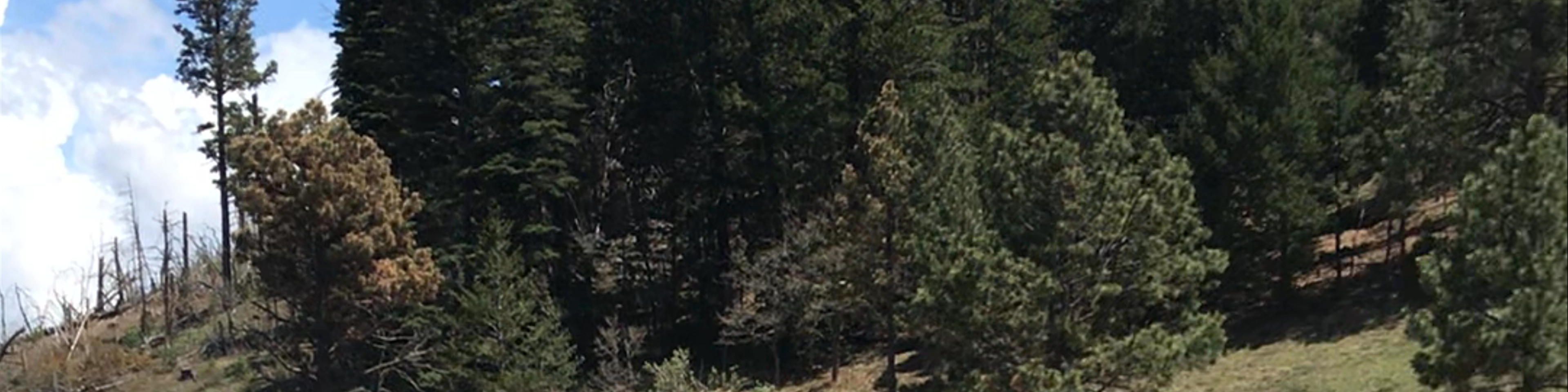 Ruidoso