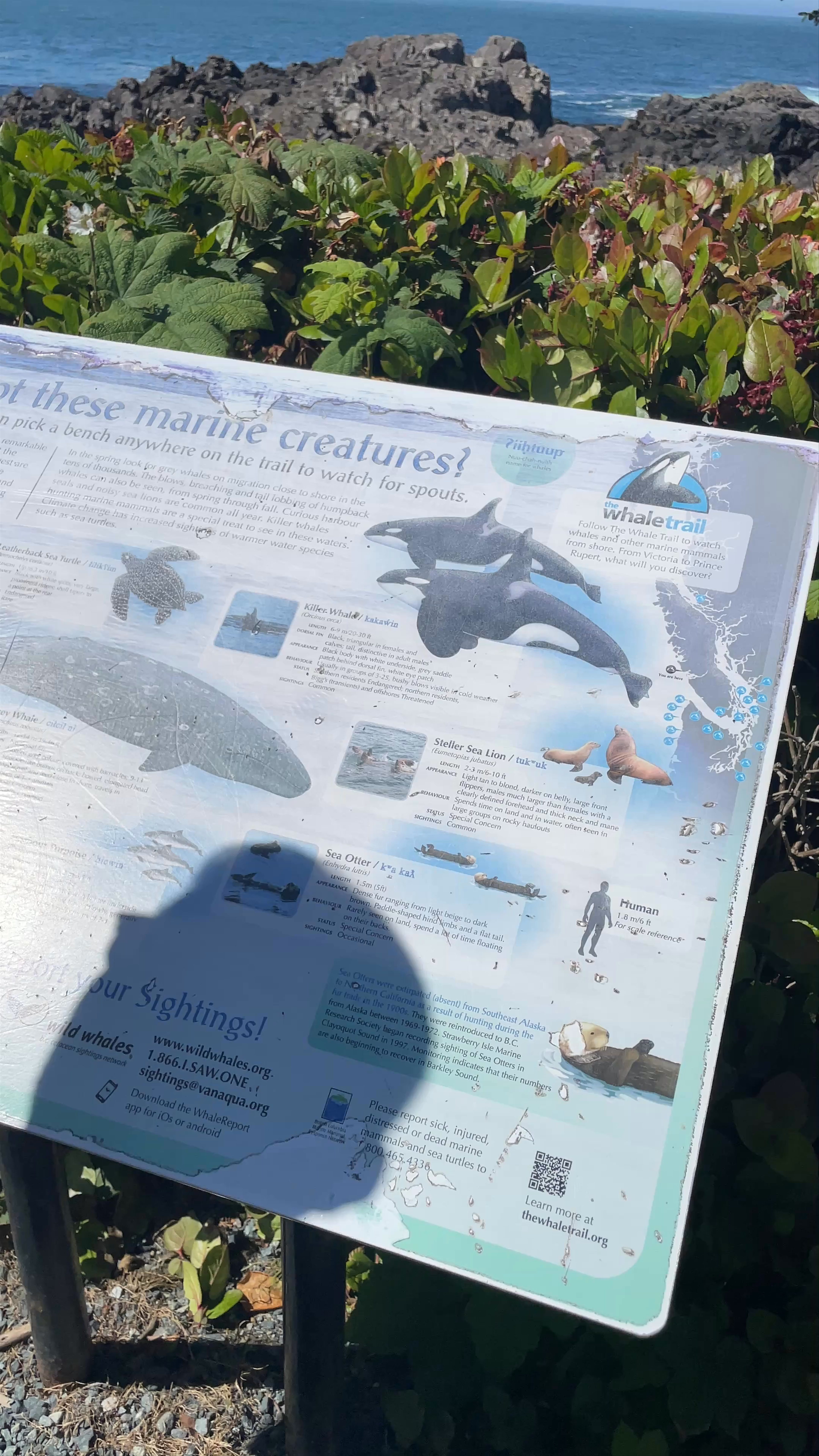 Ucluelet Lighthouse Loop