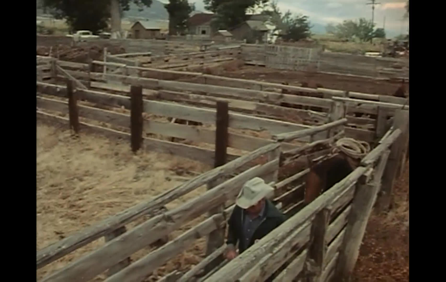 A rancher works around the corrals, tends to a saddled horse, and moves through the pens as cattle gather nearby. He describes traveling to Nevada in the fall to round up cattle and bring them home for winter.
