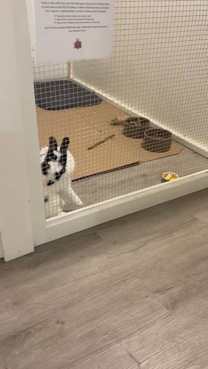Rabbit Rescue - Video - Animal Shelters Near Me - Paramount, California