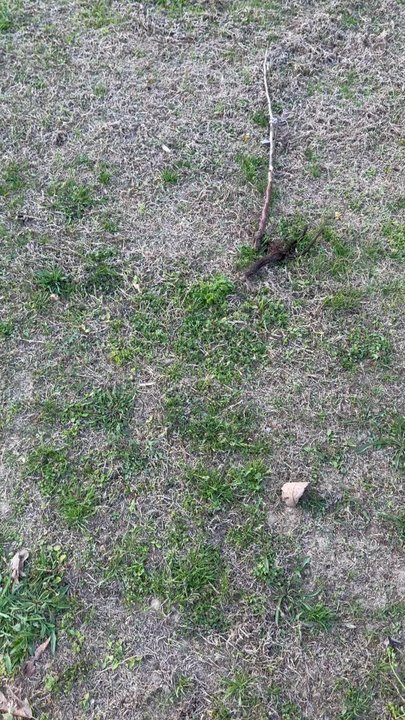 Fast Growing Trees - Dead tree - Nurseries & Gardening Near Me - Fort Mill, South Carolina