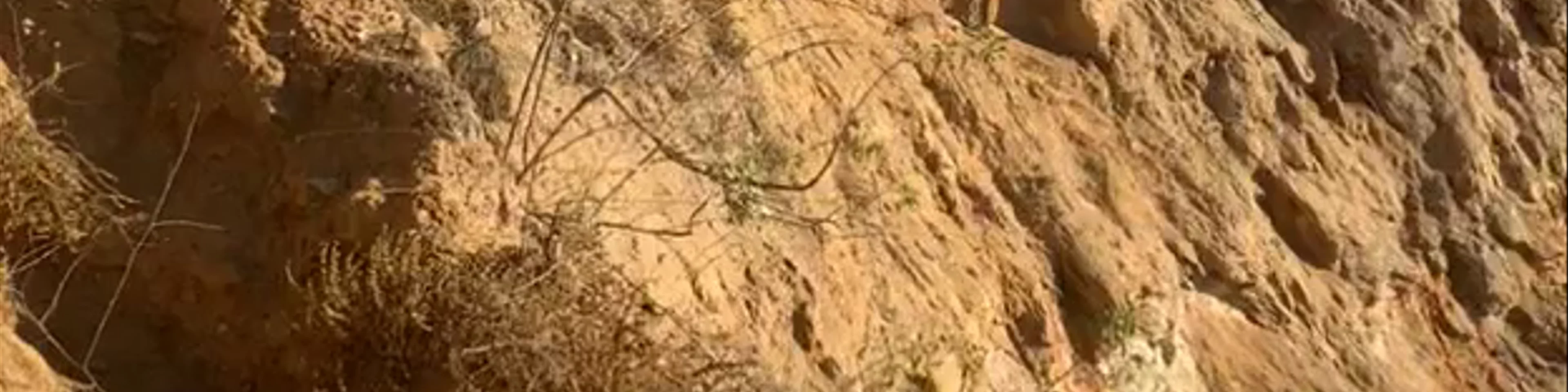 Bluff Cove