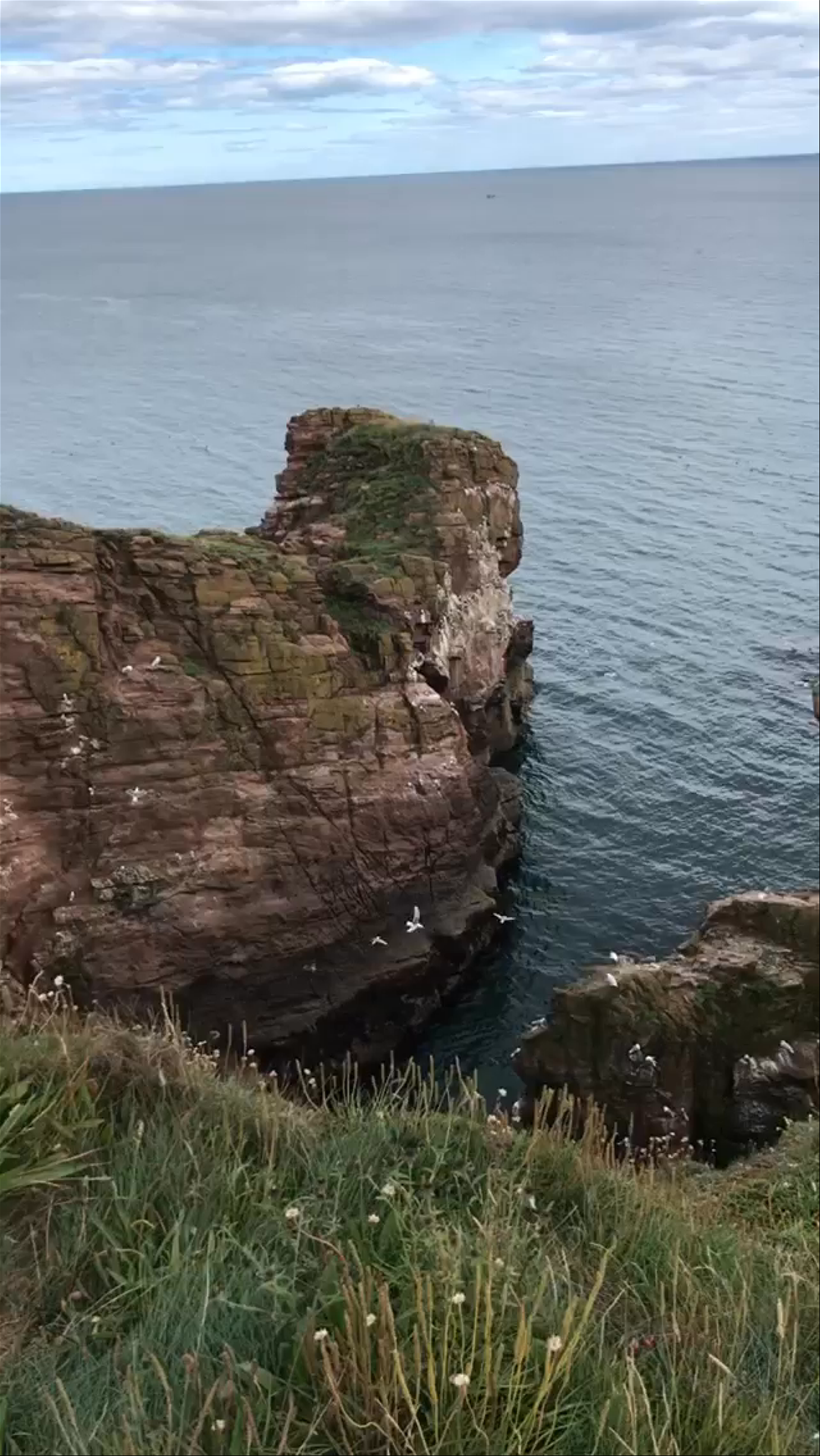 Arbroath Cliffs