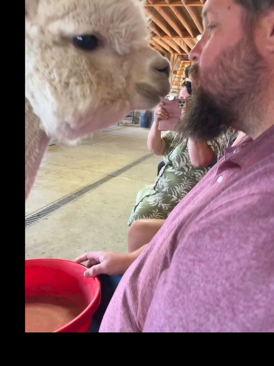 Alpacas at Marquam Hill Ranch - Ranches Near Me - Molalla, Oregon