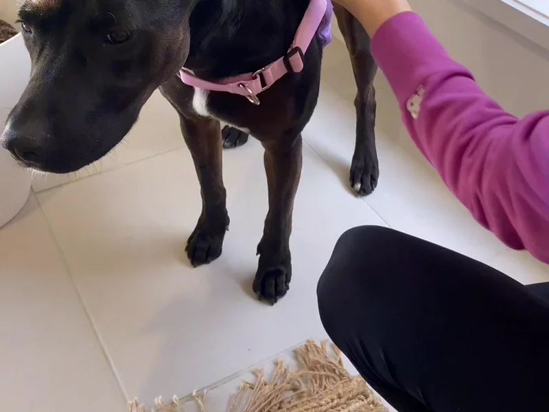 Do collars choke your dog?
