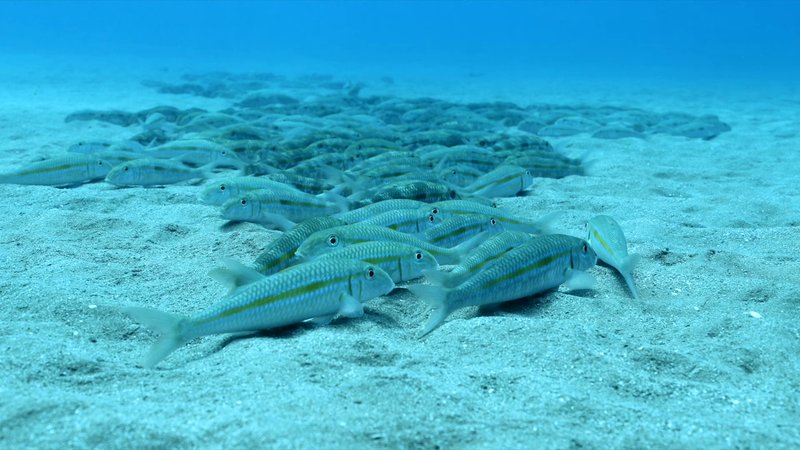 Yellowfin Goatfish poster