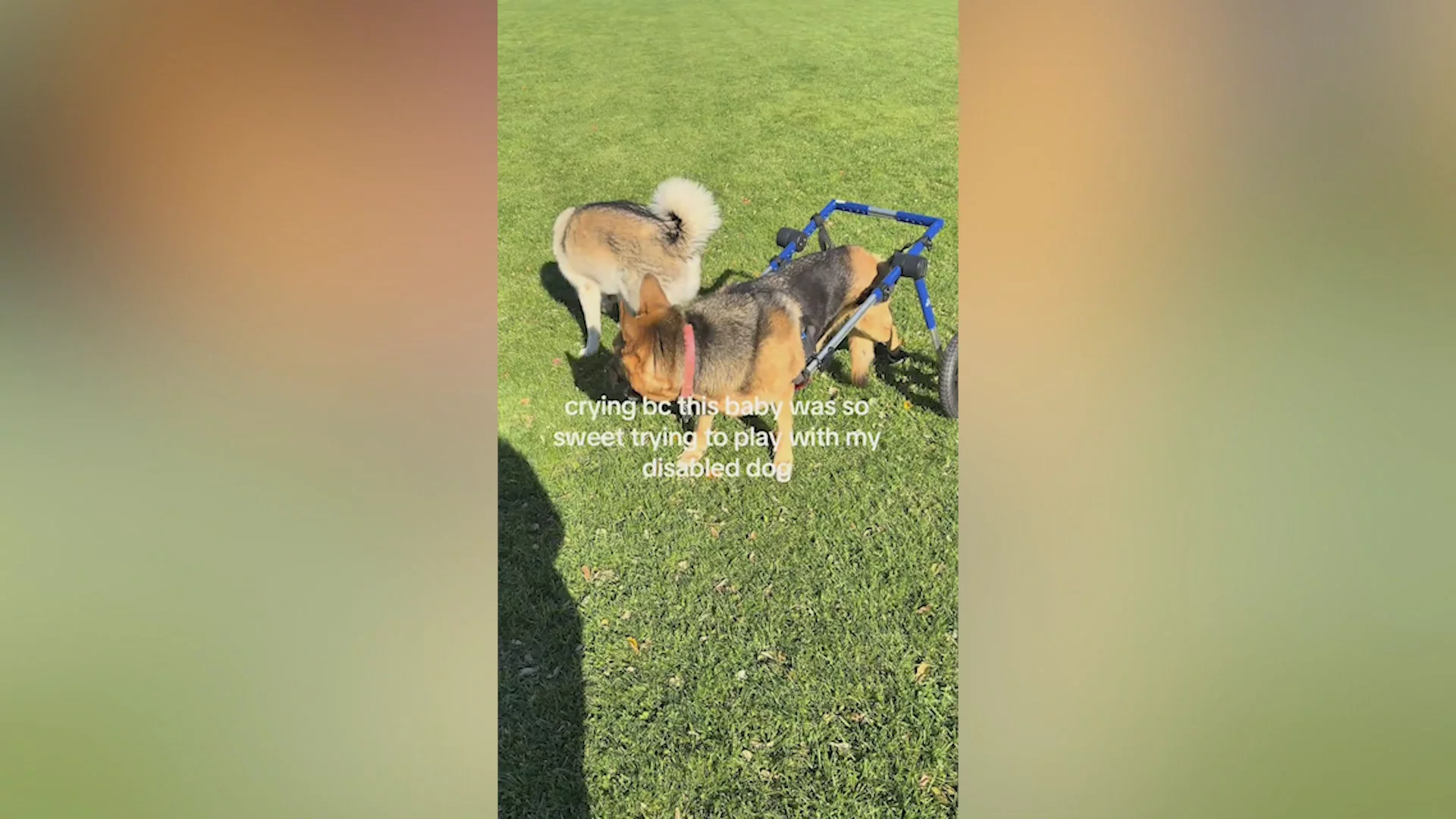 Hysterics As Pit Bull Tries To Make New Friend, but There's a