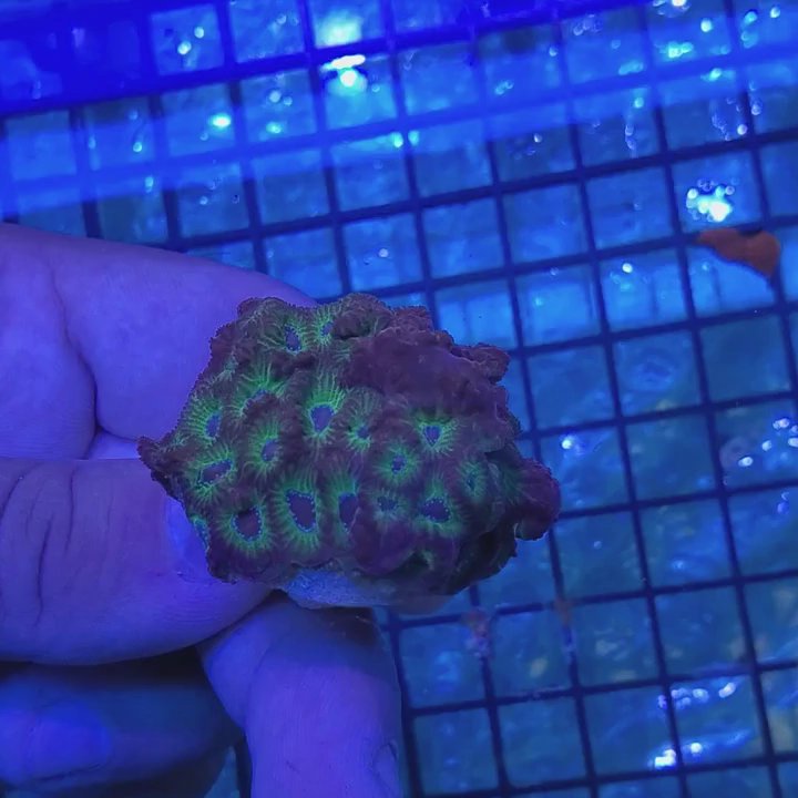 Reef Junkiez - Local Fish Stores Near Me - Morgan Hill, California