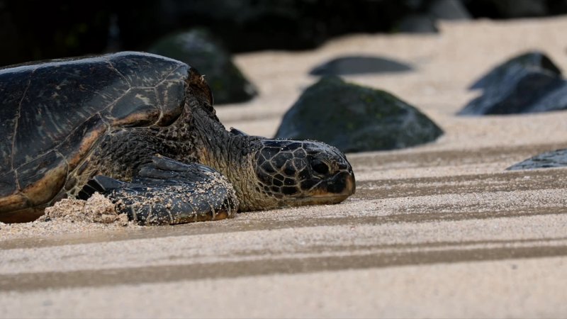 Green Sea Turtle poster