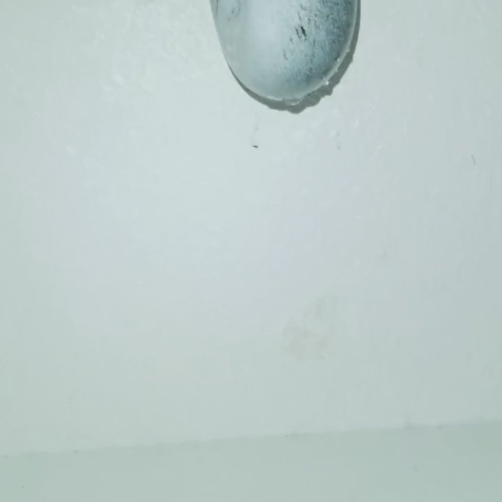 Twin Termite - This leak they fix 2 time. One in Sept. N Dec. Now 3 month later i need it fix still and i got mold issues and breathing issues where V.A. - Home Inspectors Near Me - Roseville, California