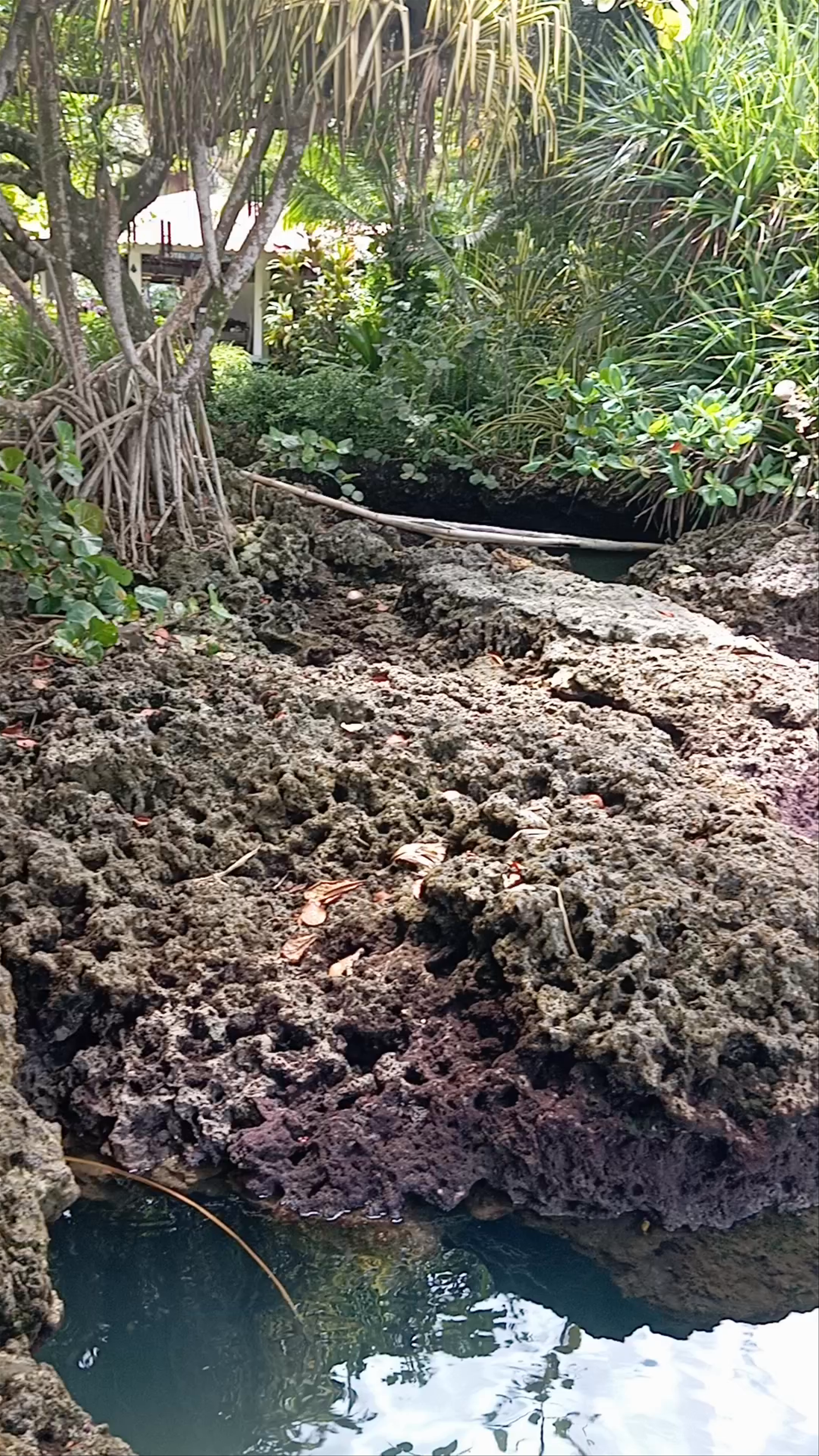 Piscinas Naturales Cahuita