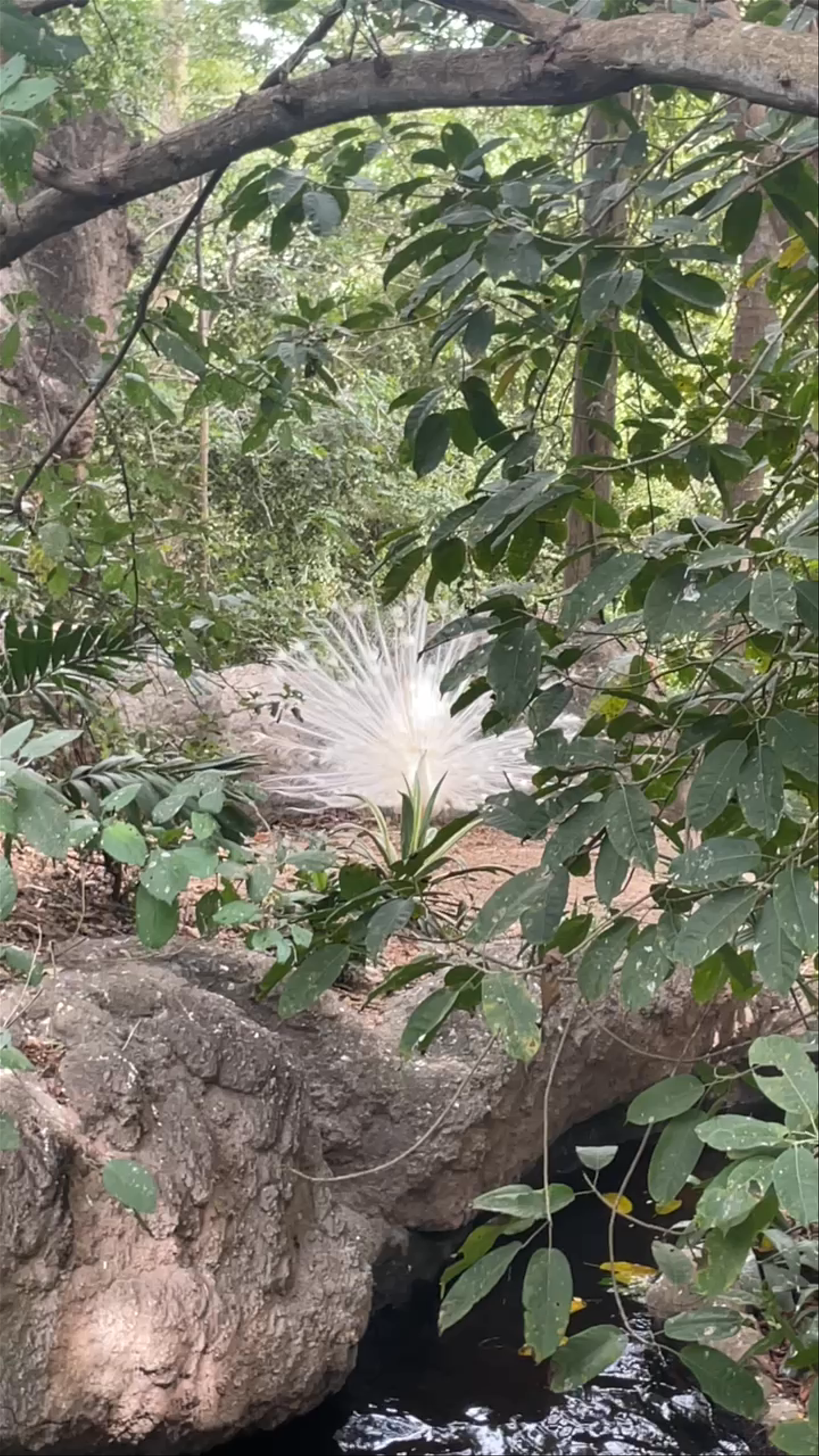 Enchanting White Peacock Display at Aviario Nacional de Colombia