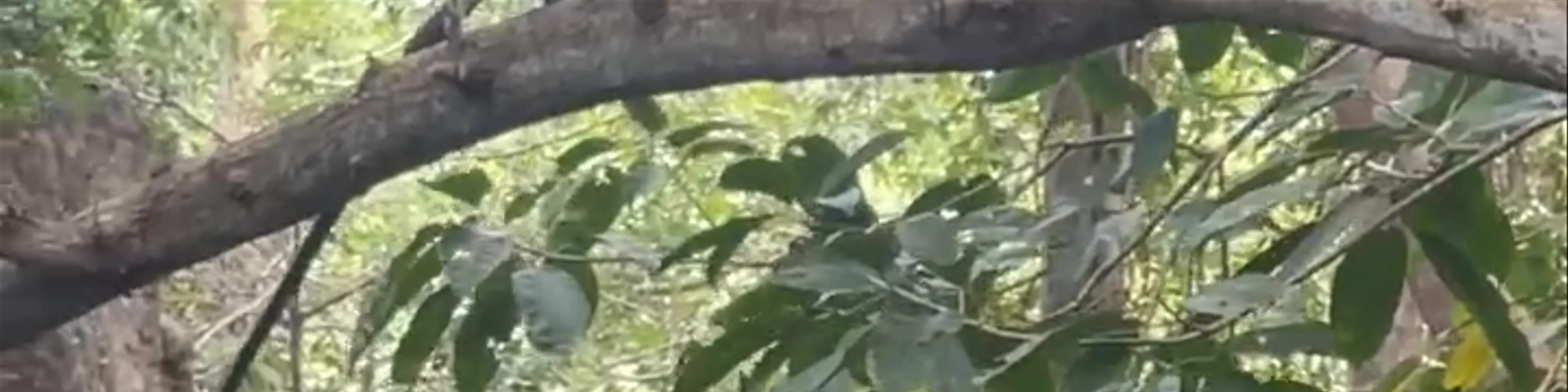 Aviario Nacional de Colombia