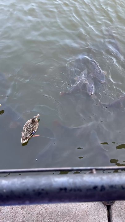 Stumpy's  Lakeside Grill - Ducks on patio - American Near Me - Granbury, Texas