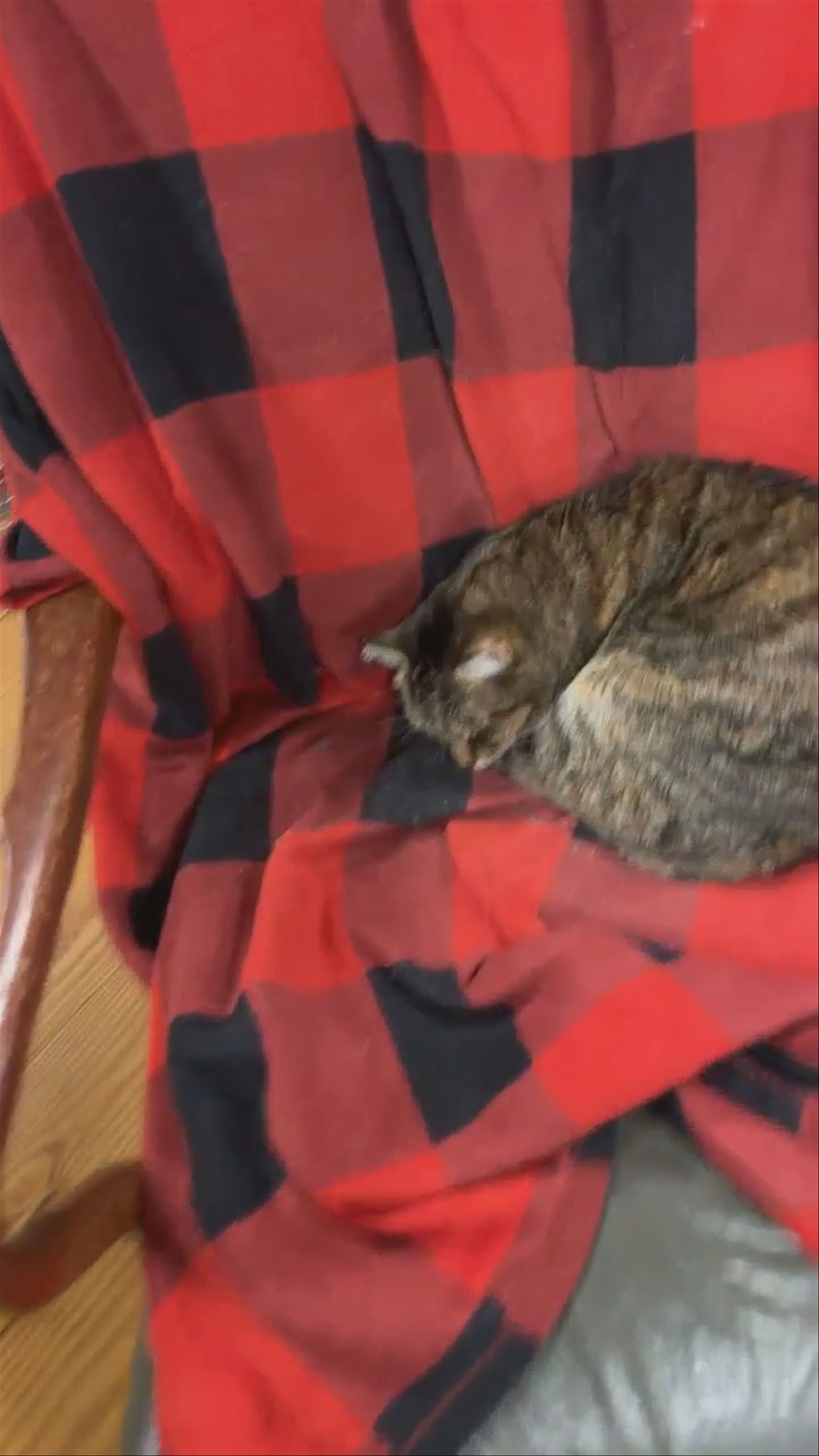 Coach? Chanel? KITTY!