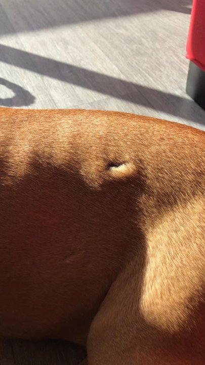 Mymobiledog  - I wish this person can explain to me how this accident happen ?  She was returned to me like this after being washed by Mobil dog groomer - Pet Groomers Near Me
