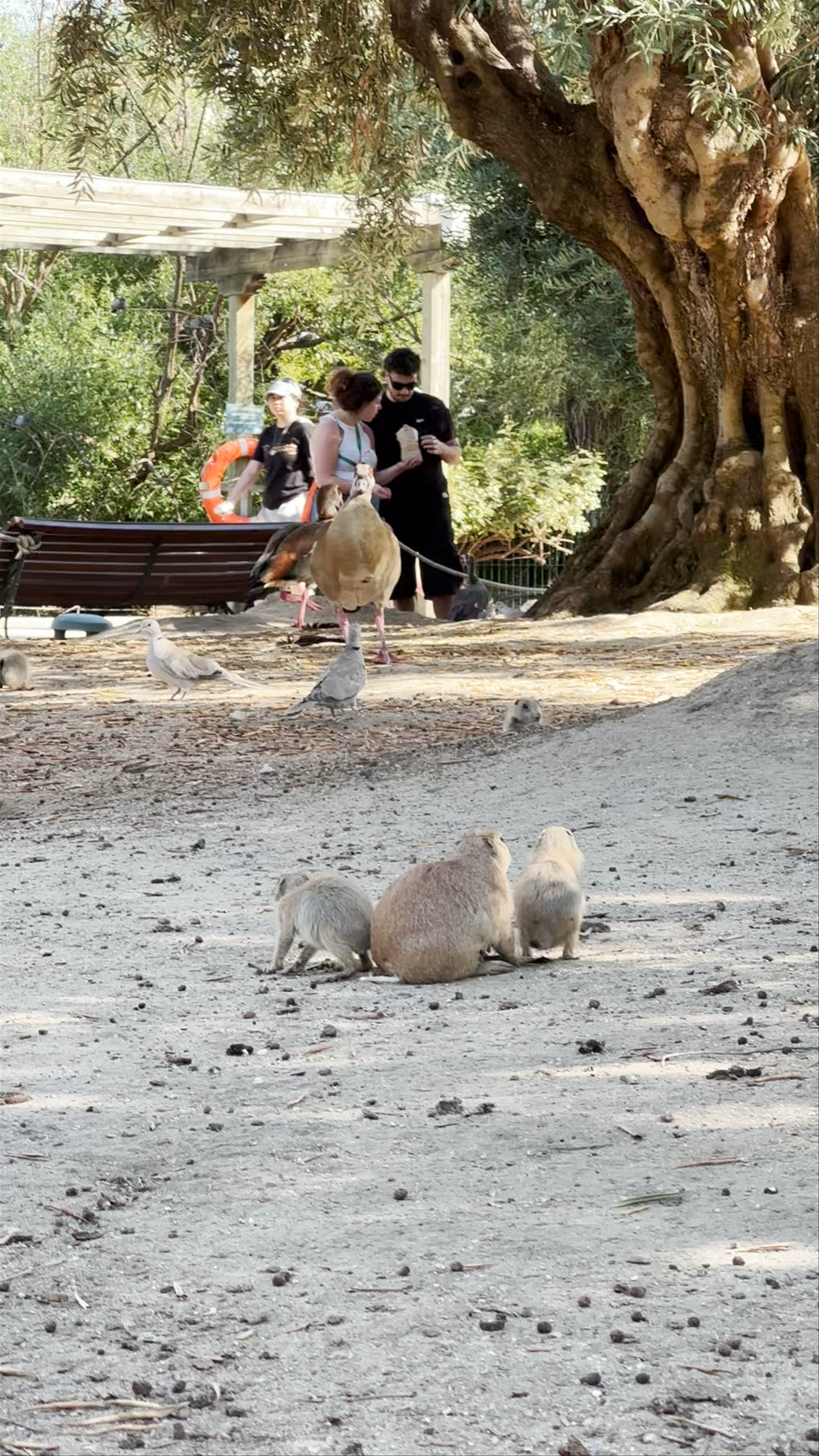 Perritos de las Praderas