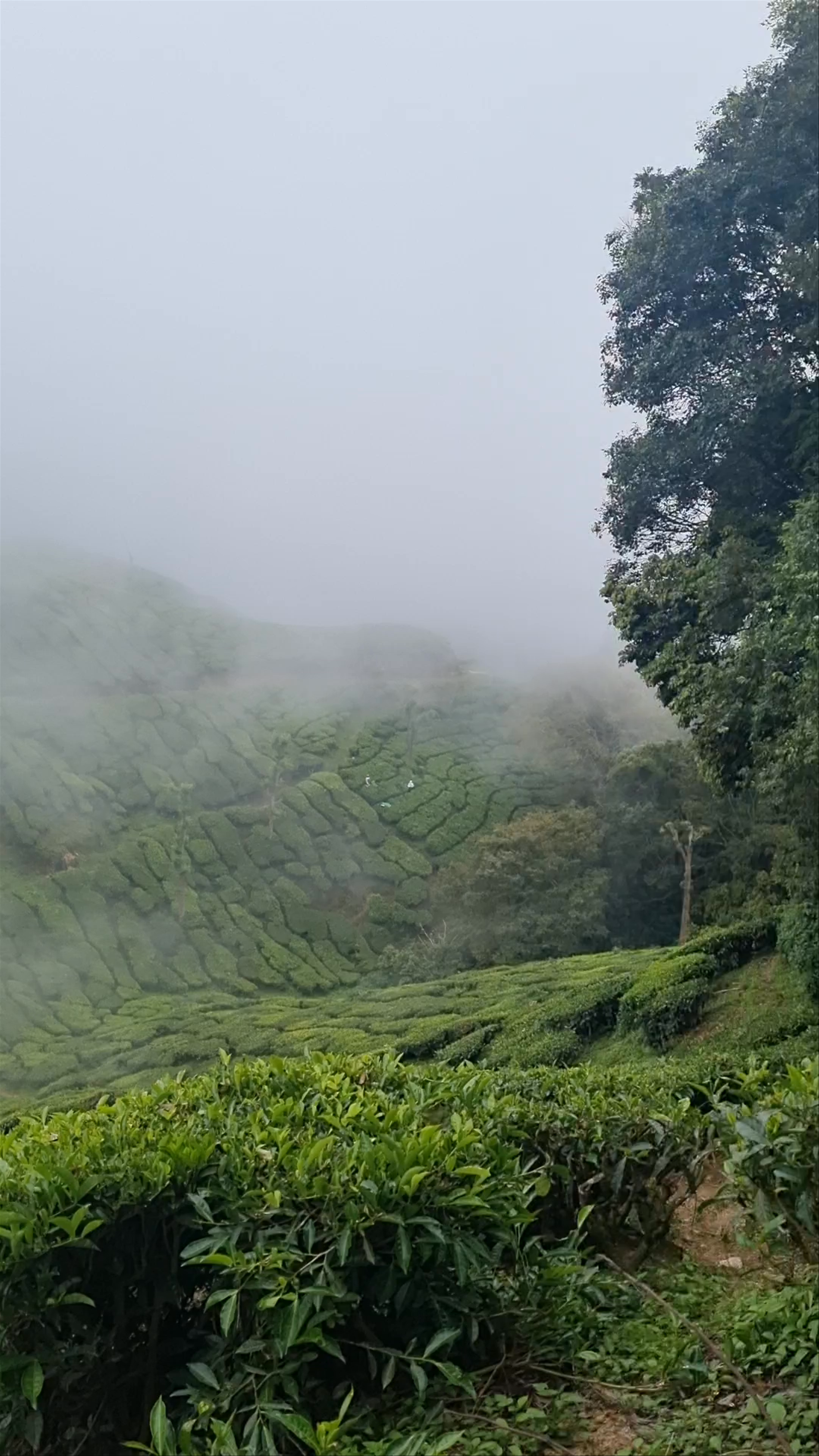 Tea garden view point