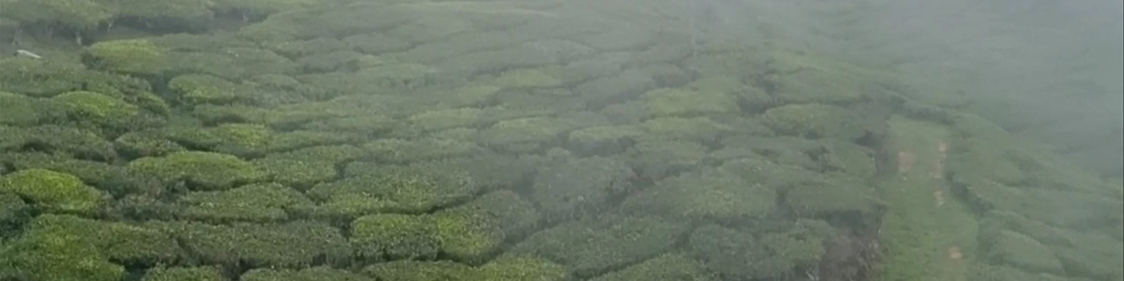Tea garden view point