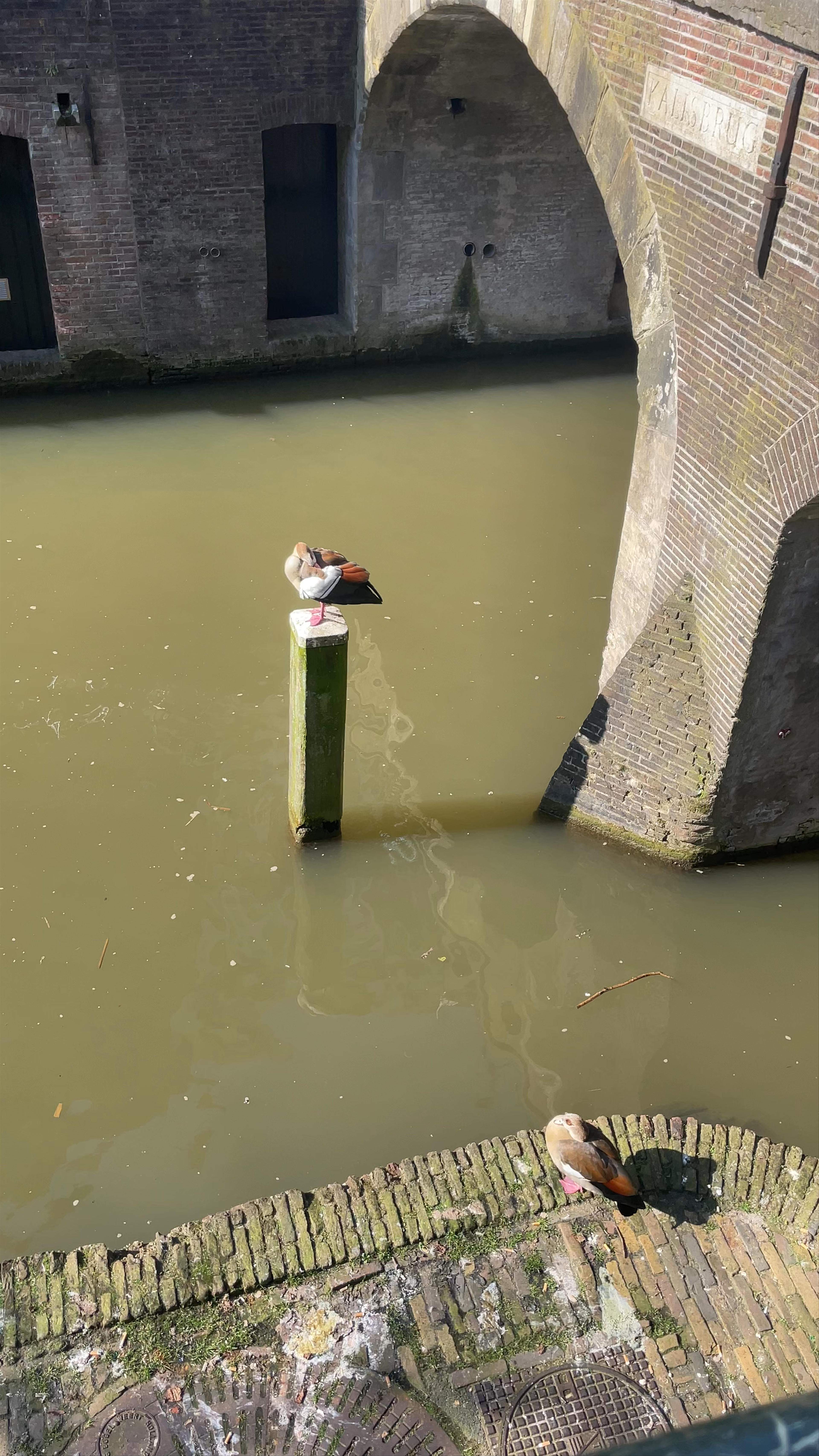Maartensbrug