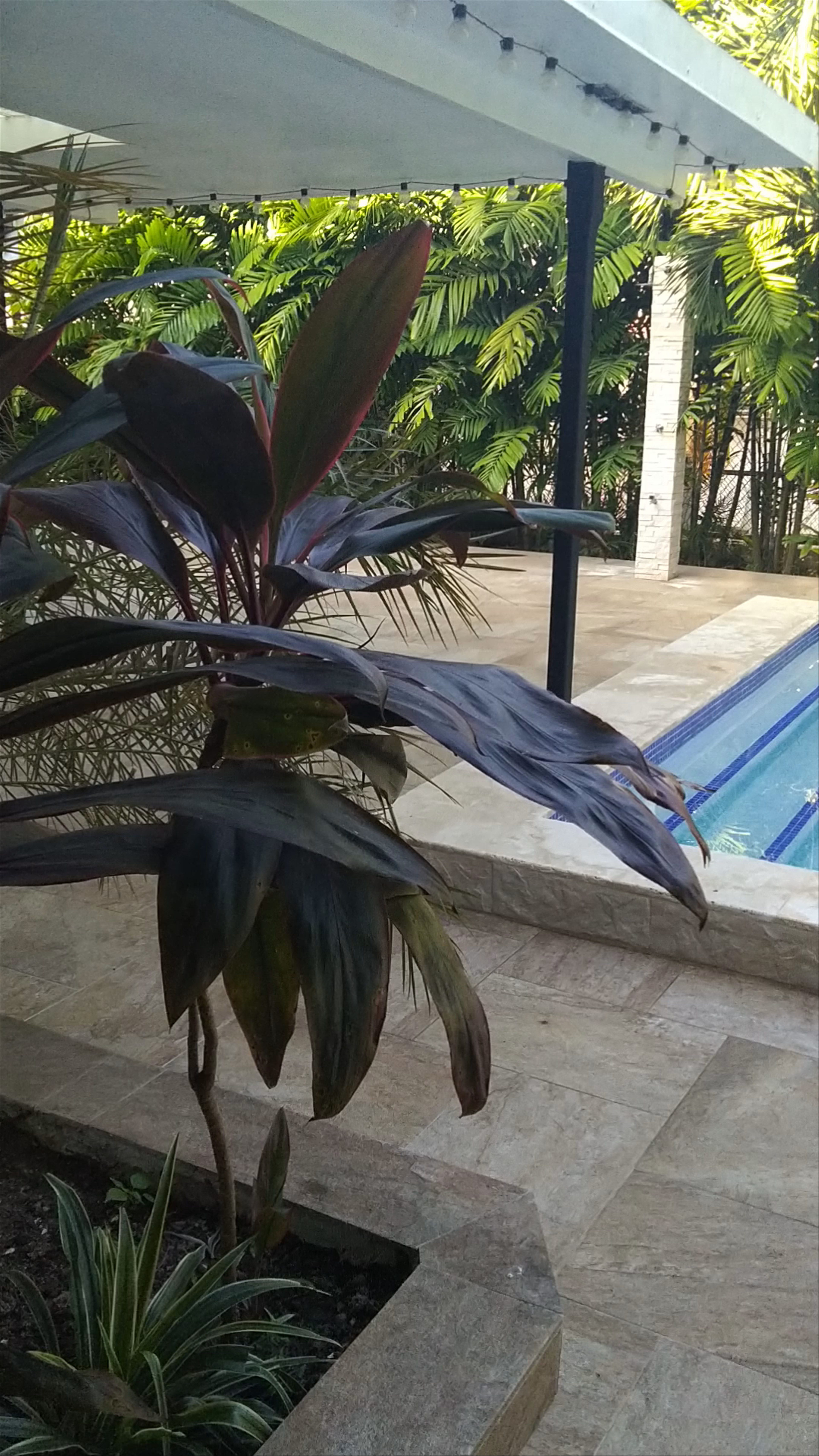 Tranquil Tropical Poolside Escape at The Balboa Inn, Panama City